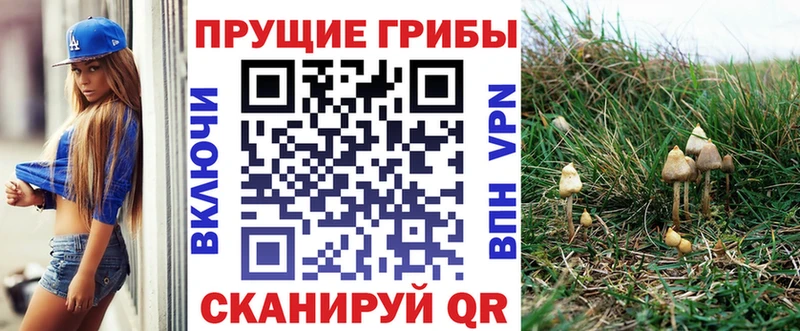 купить  цена  Семилуки  Псилоцибиновые грибы GOLDEN TEACHER 